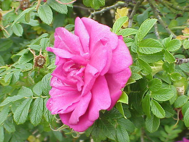 Roseraie de l'Haÿ