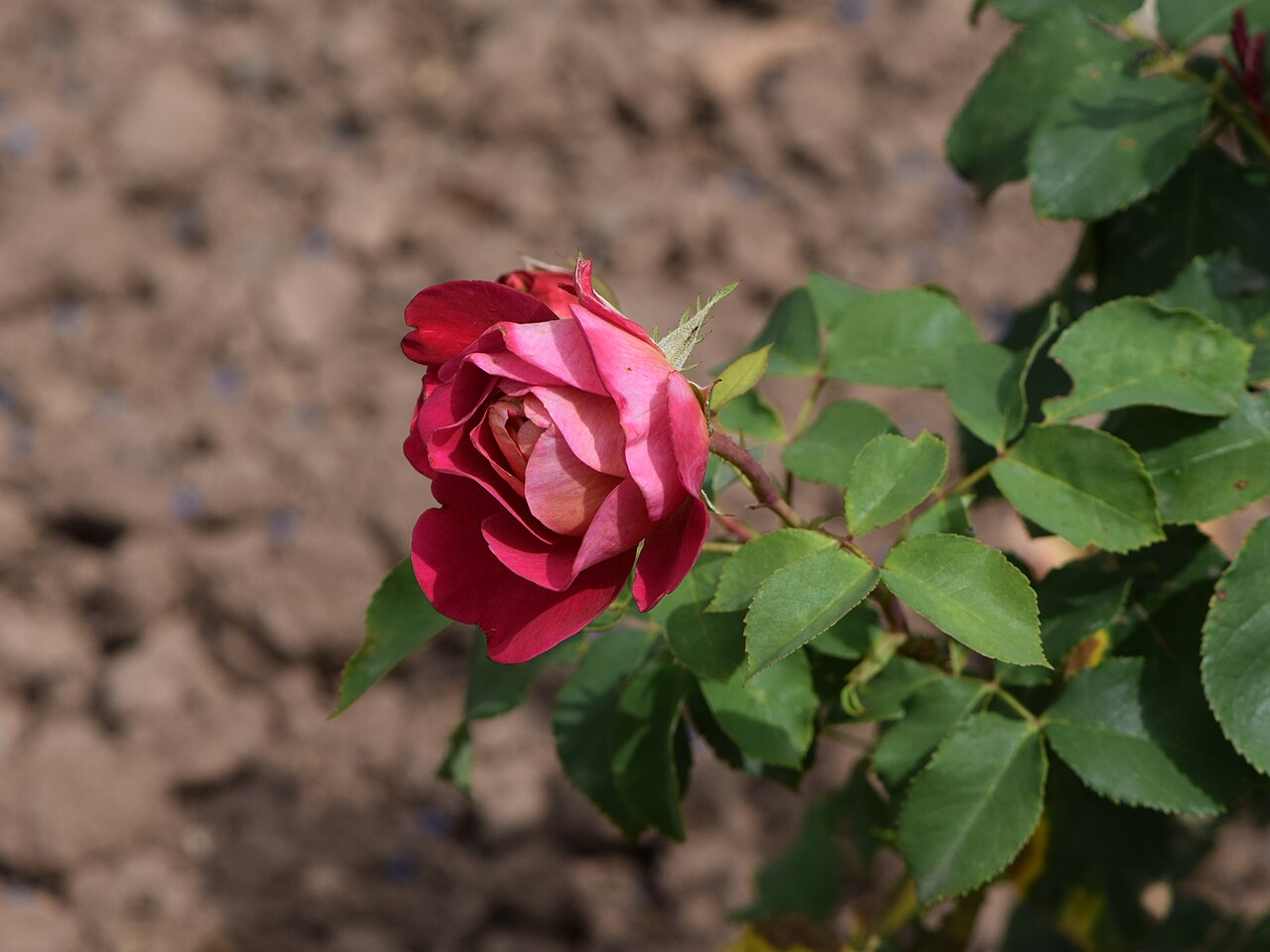 Centenaire de l'Haÿ-les-roses
