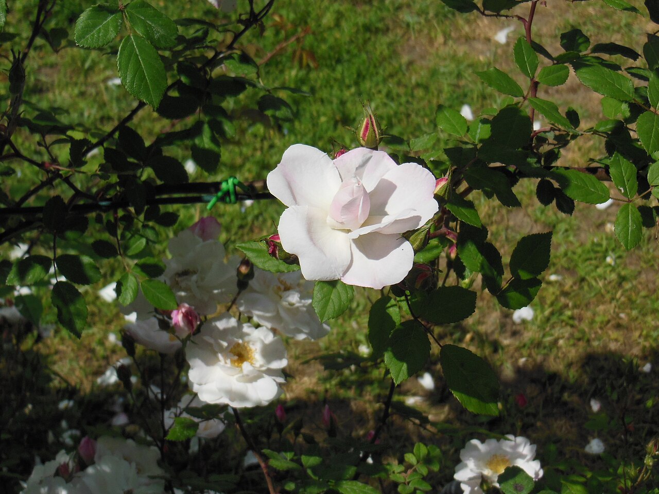 Venusta Pendula rose