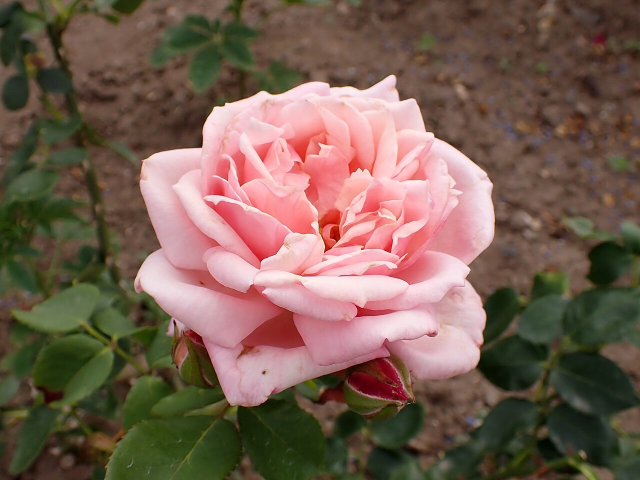 Hon. Lady Lindsay