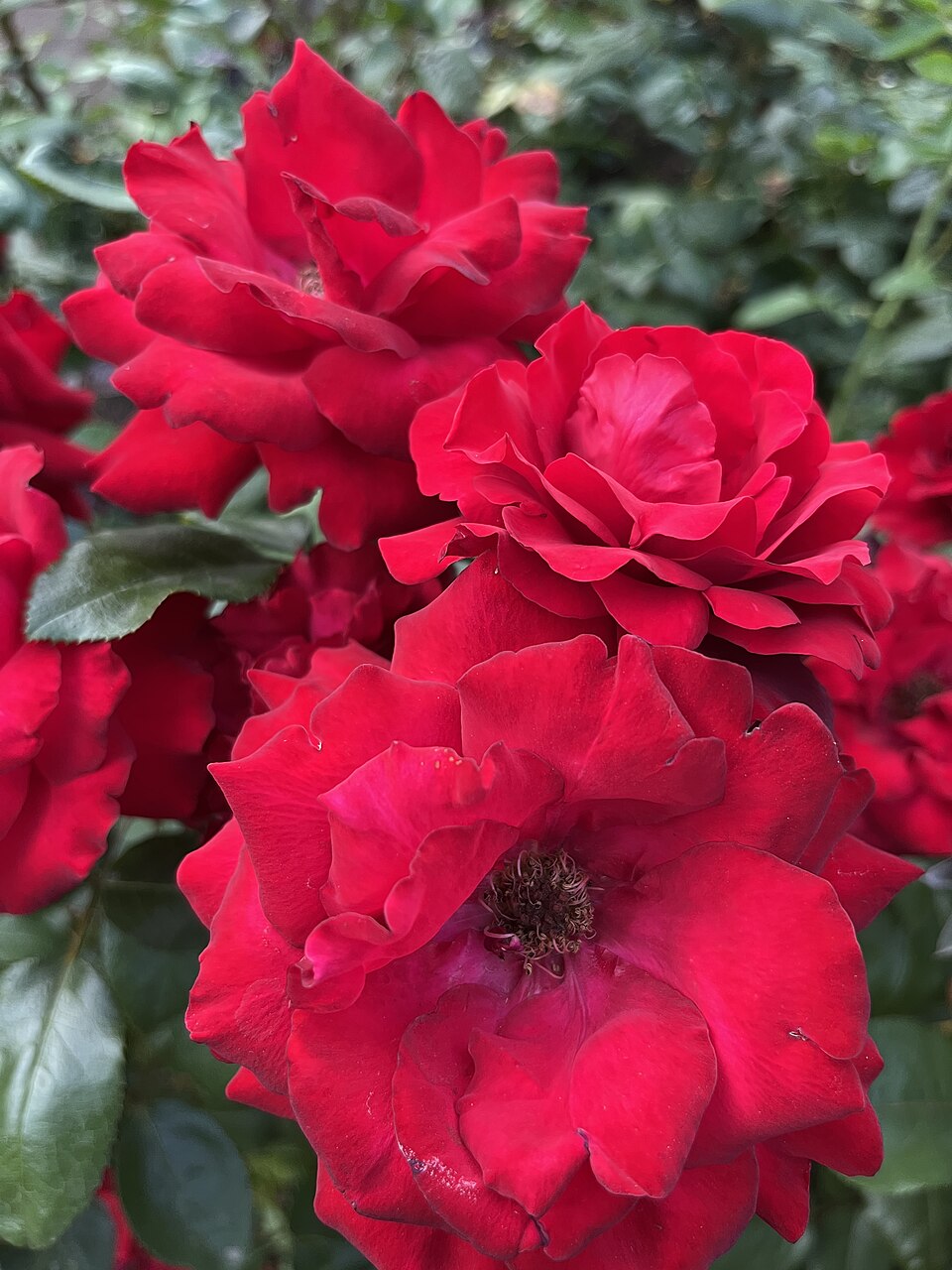 Crimson Bouquet