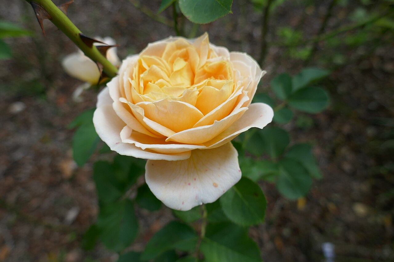 Parfum de Mireille