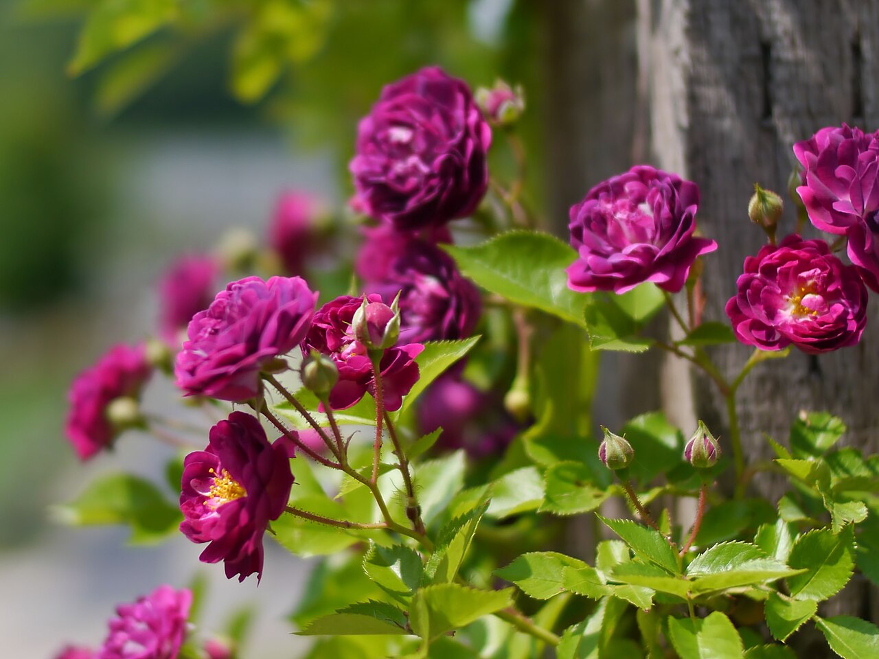 Bleu Magenta