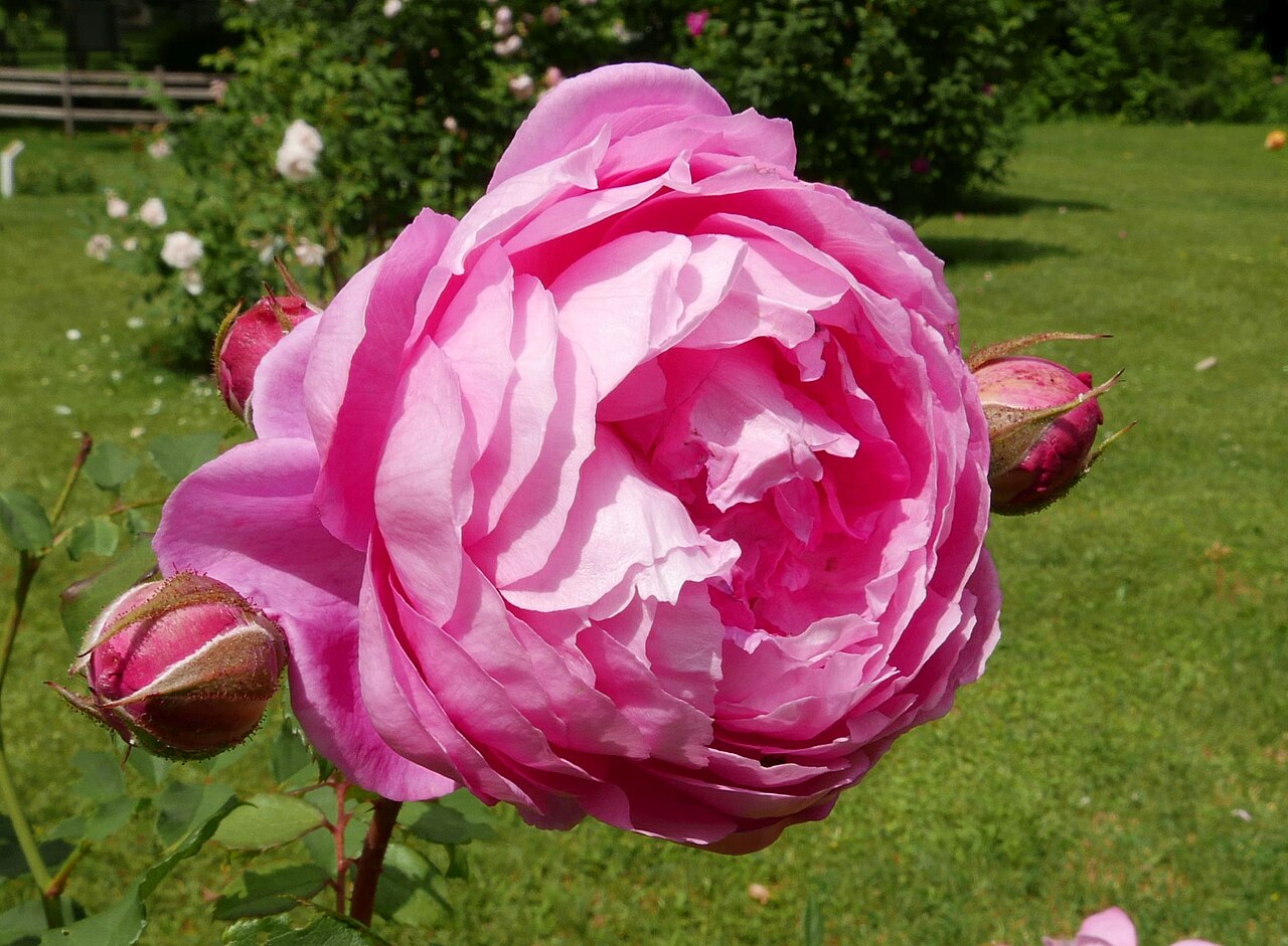 Huntington Rose