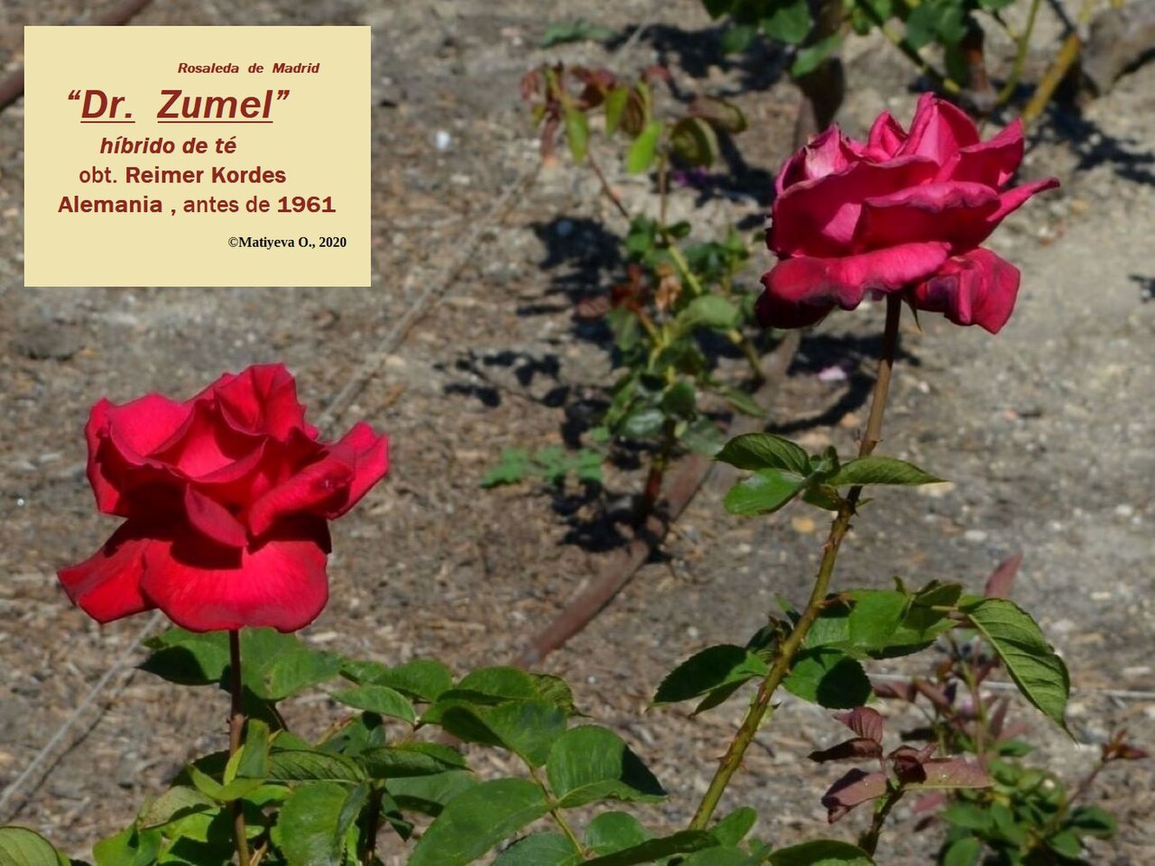 Dr. Zumel