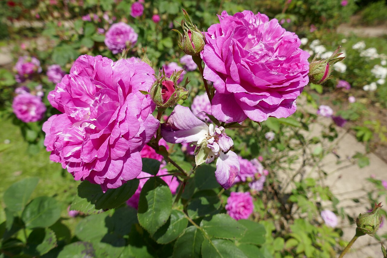 La Syrène