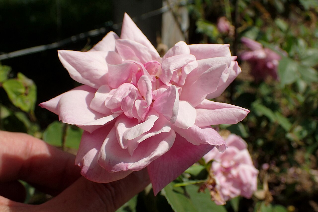 Old Blush, Cl.