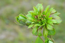 Green Rose