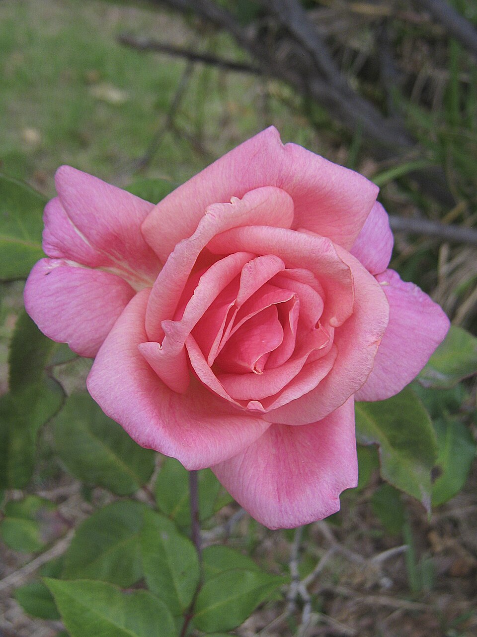 Lorraine Lee