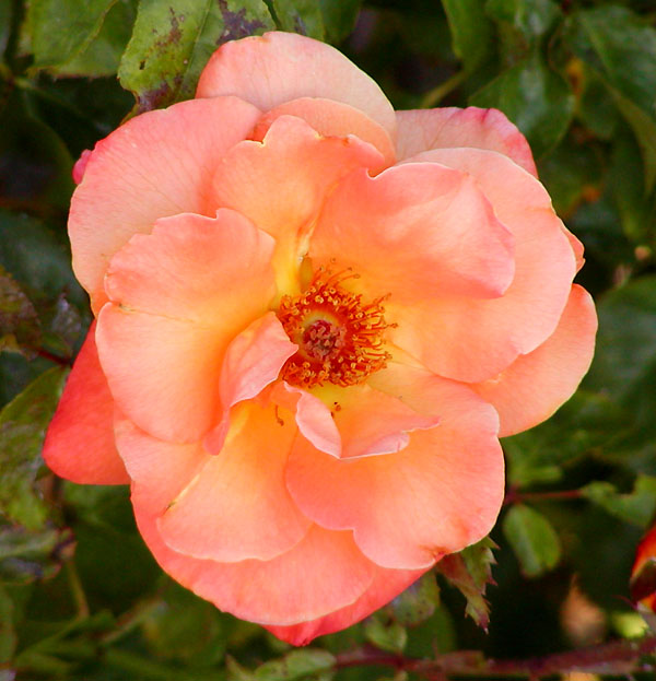 Apricot Nectar