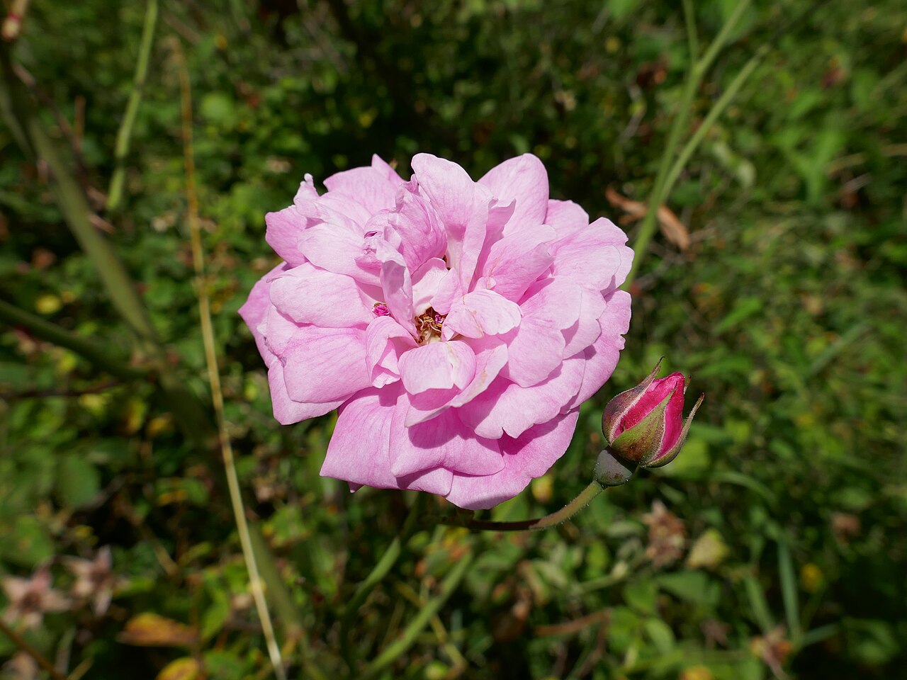 Fellemberg