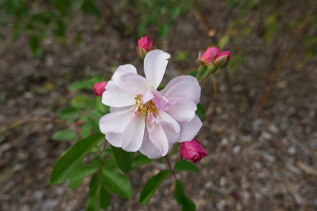 Roseromantic