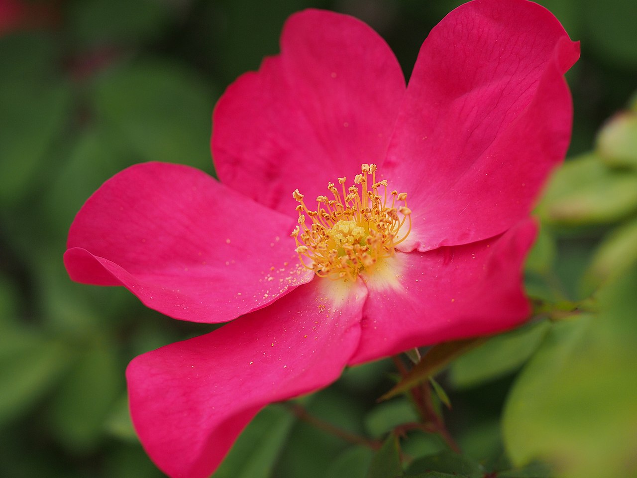 Rose of Picardy