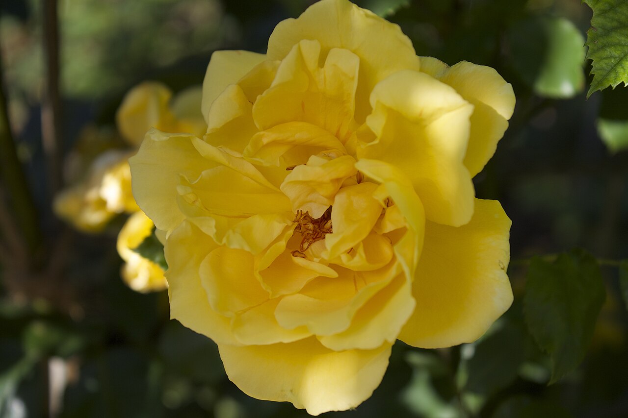 Mrs. Pierre S. du Pont, Cl.