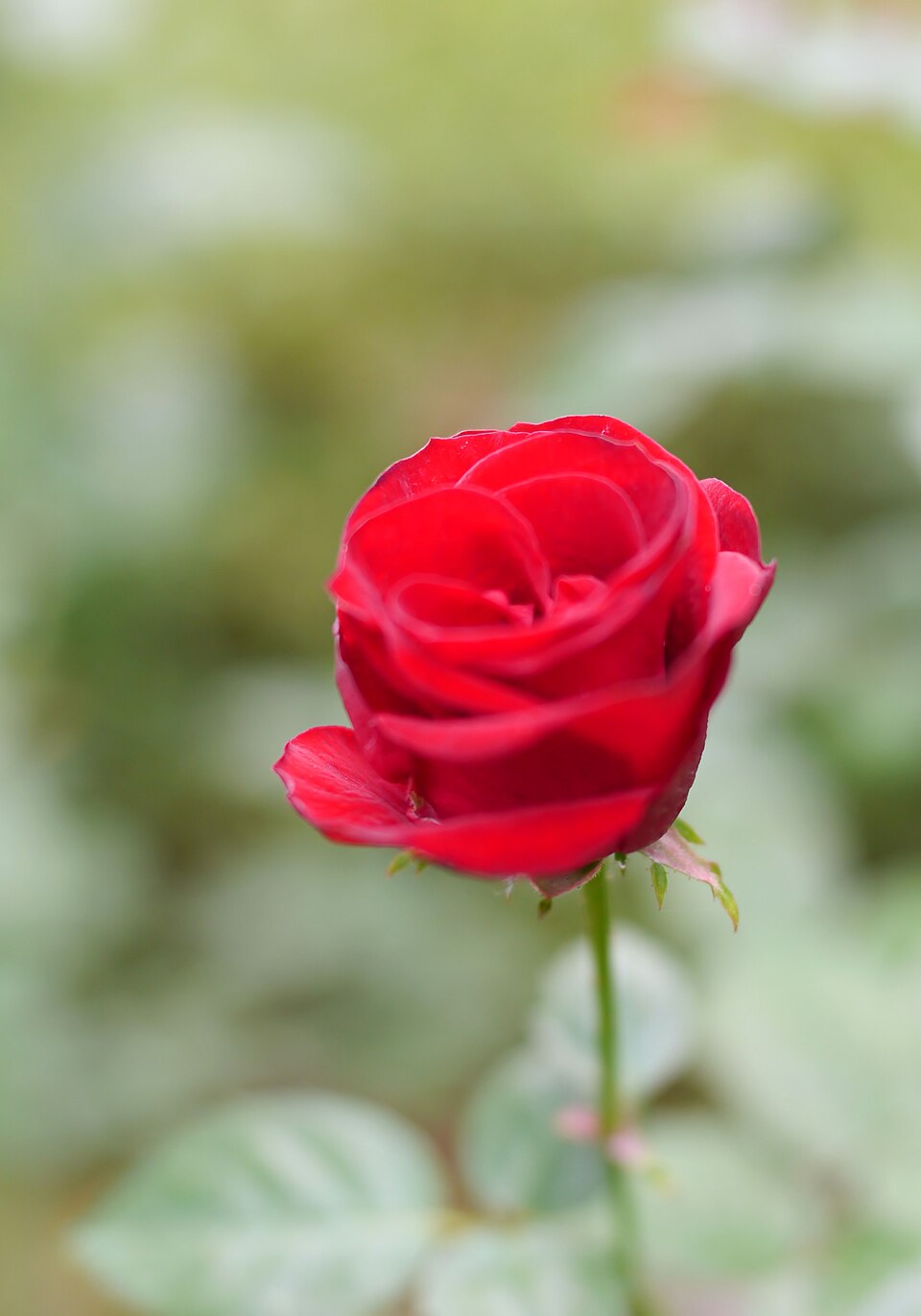 Crimson Rosette