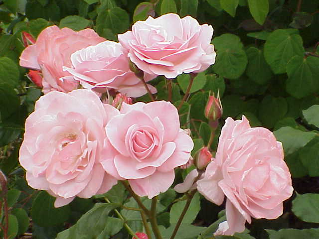 Union-Rose St. Helena
