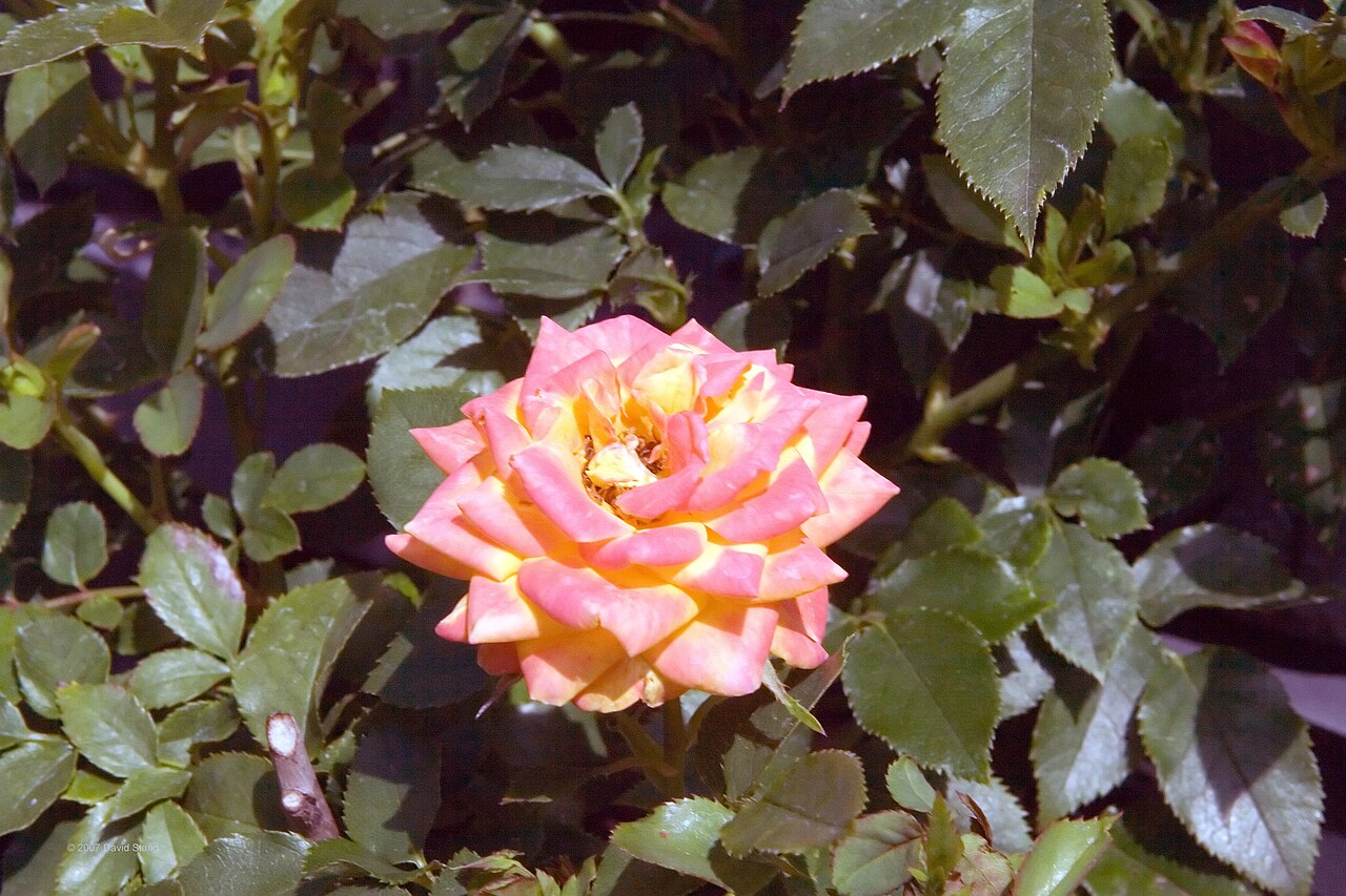 Rainbow Sunblaze