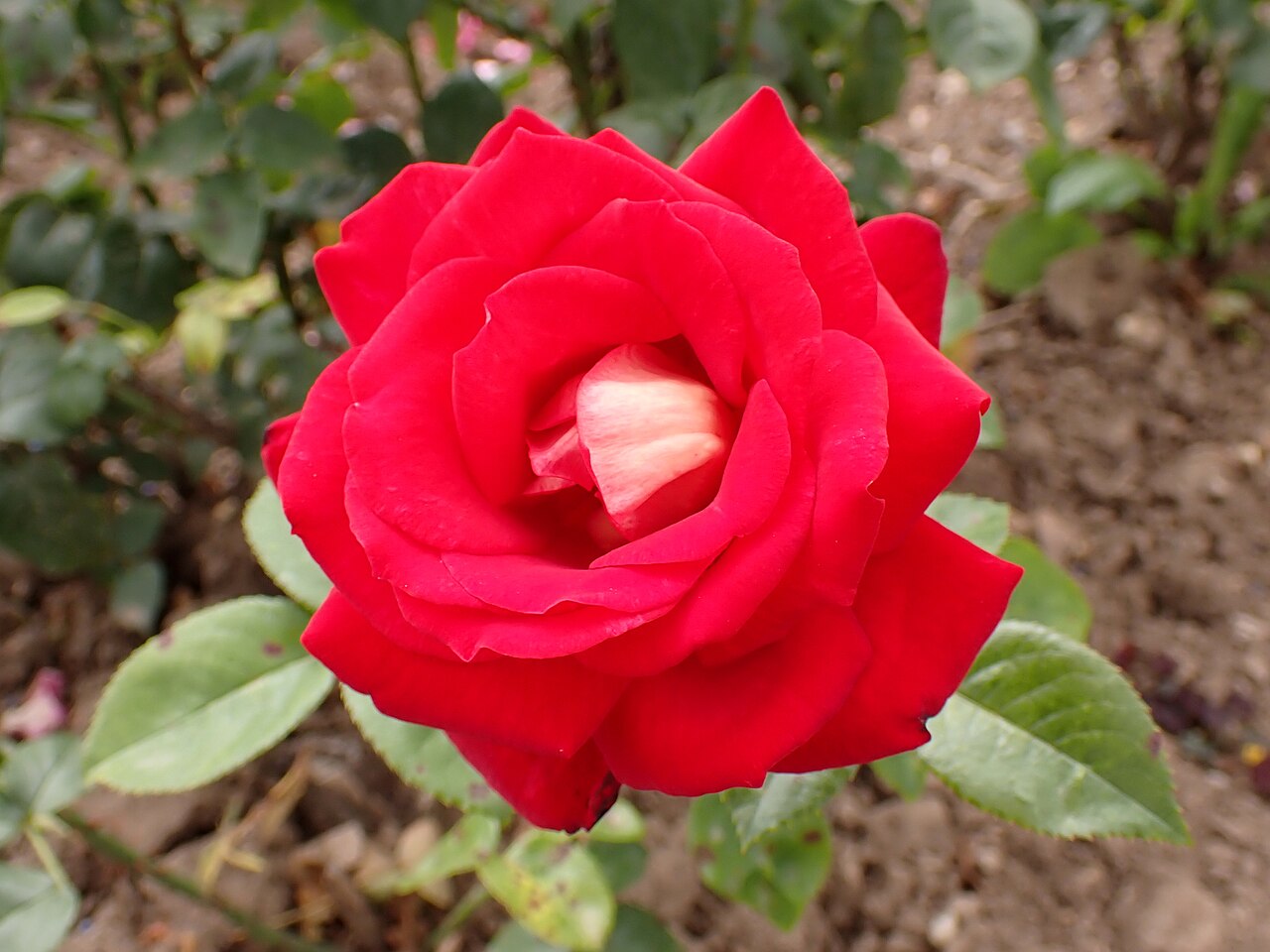 Bicolette