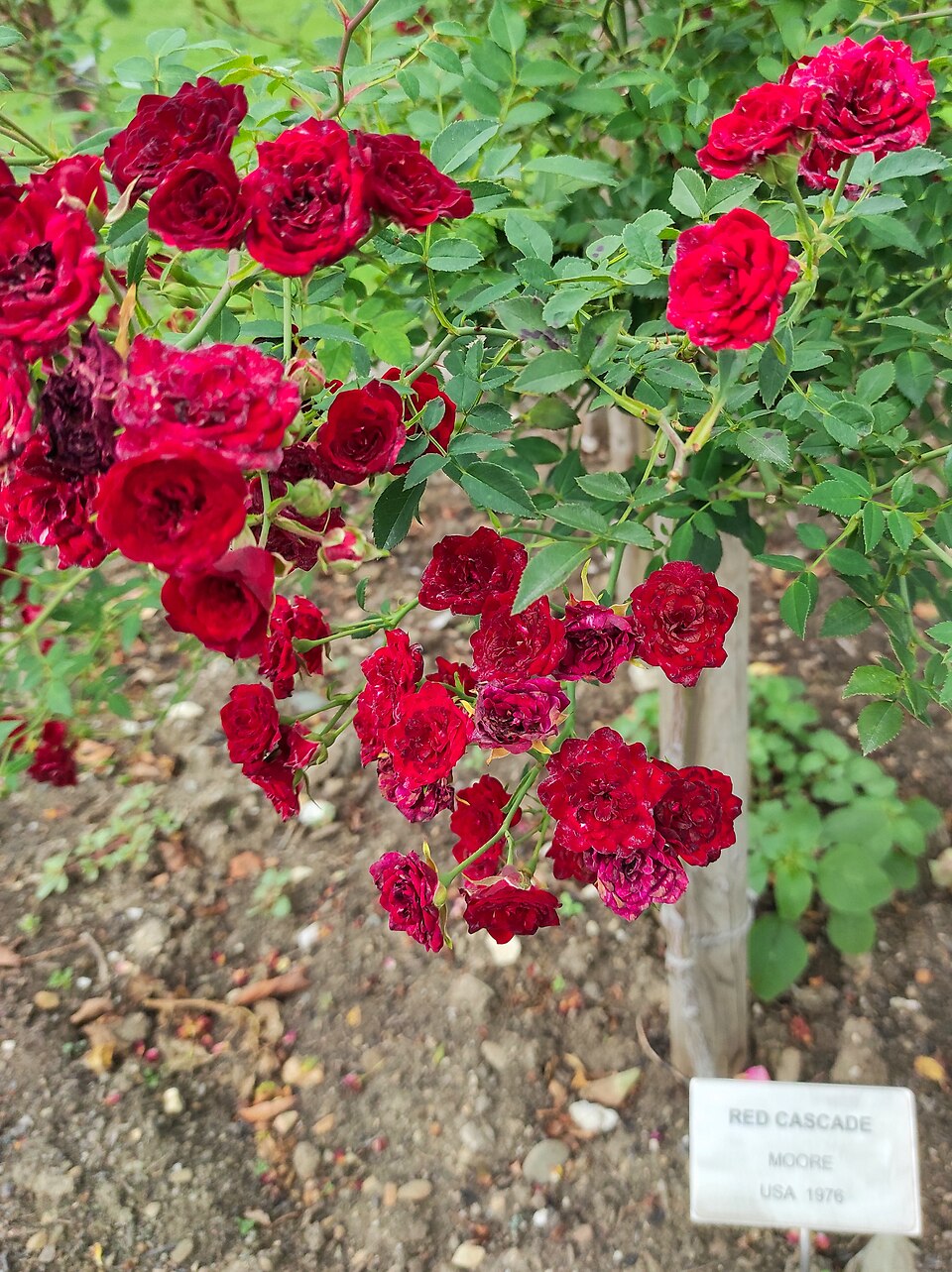 Red Cascade
