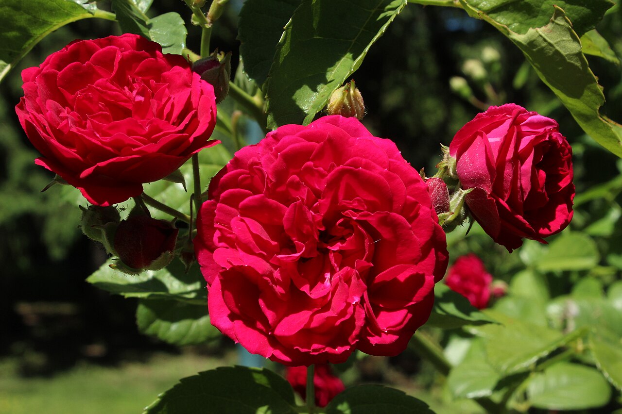 Chevy Chase rose