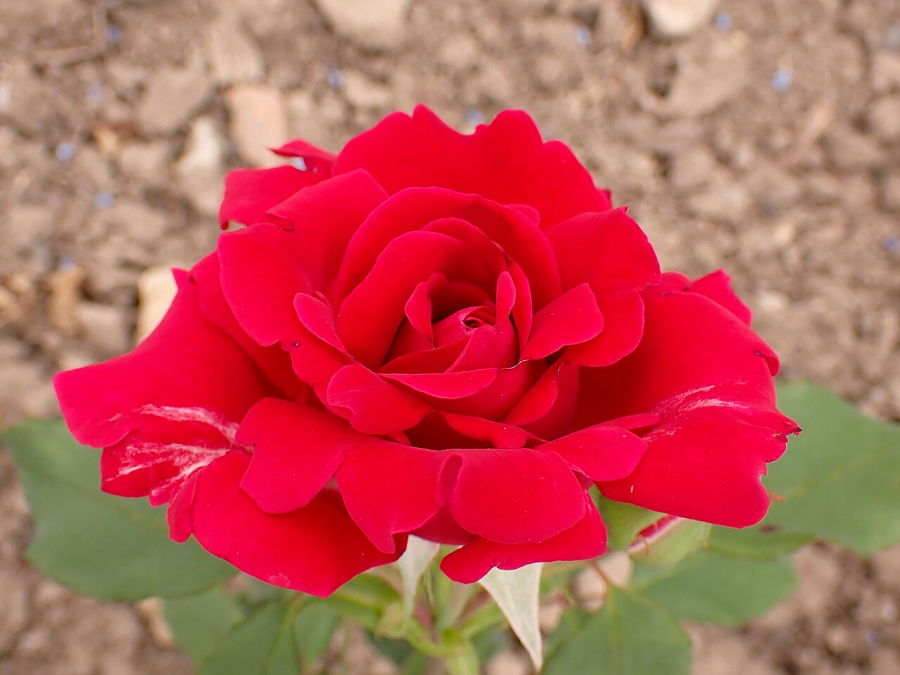 Red American Beauty