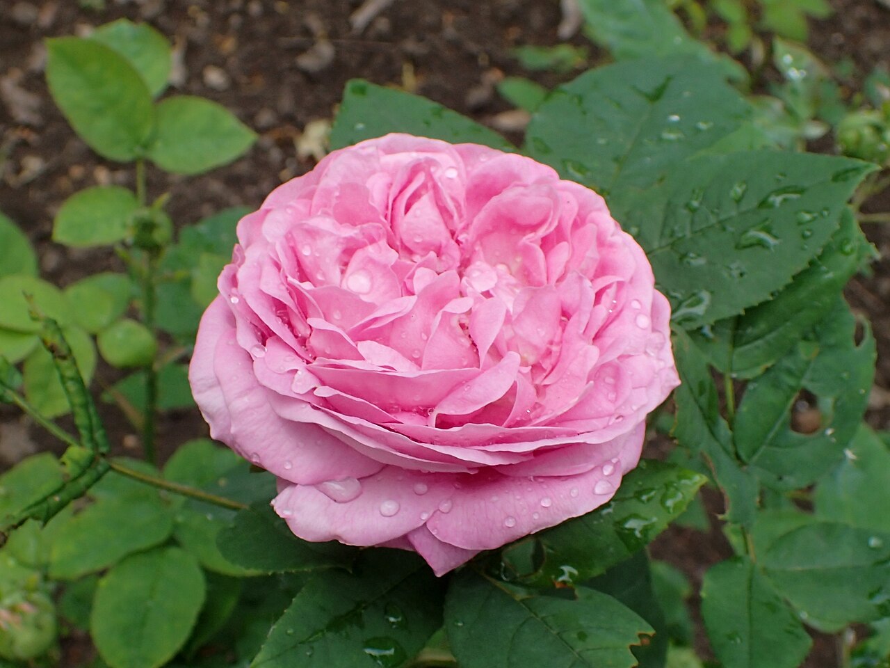 Comtesse Cécile de Chabrillant