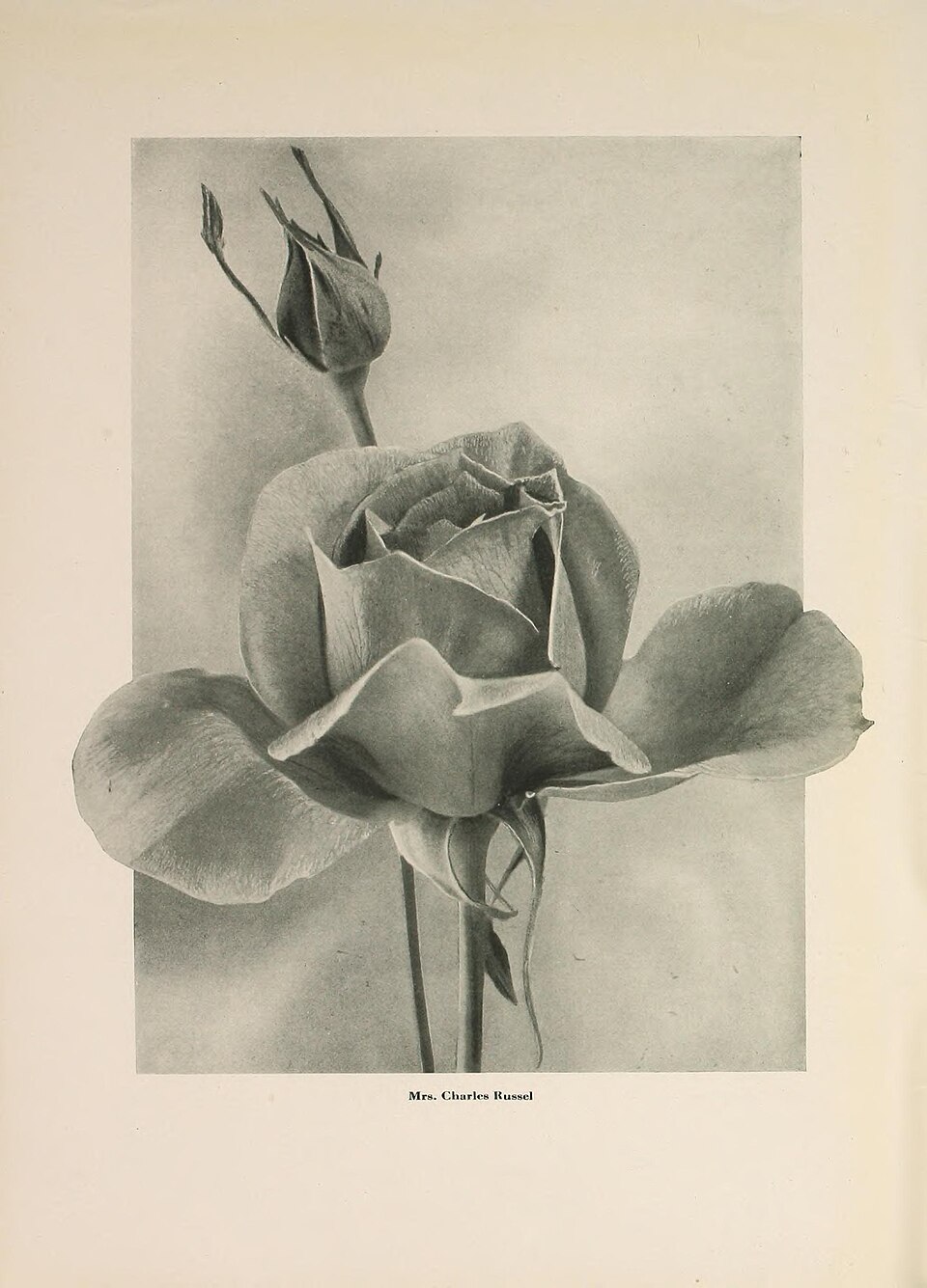 Mrs. Charles E. Russell