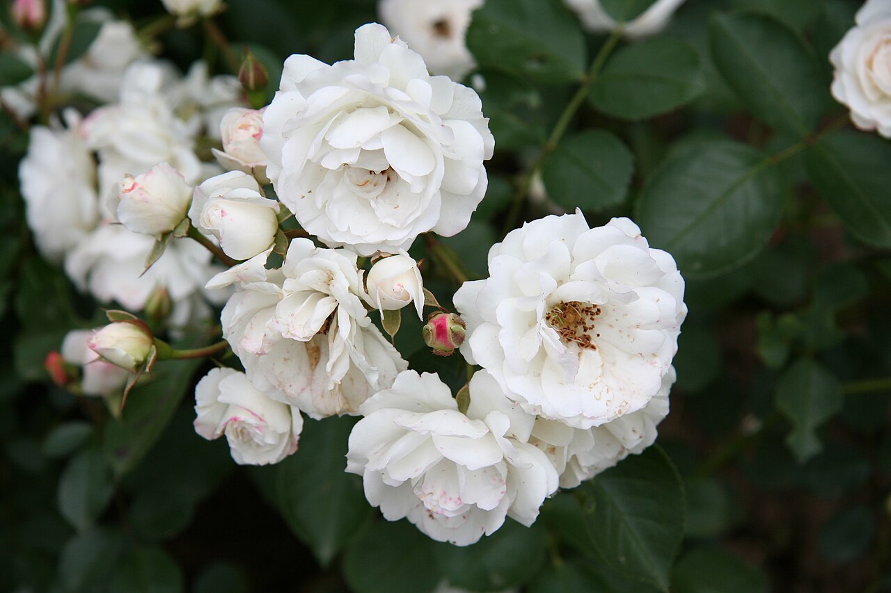 Bordure Blanche
