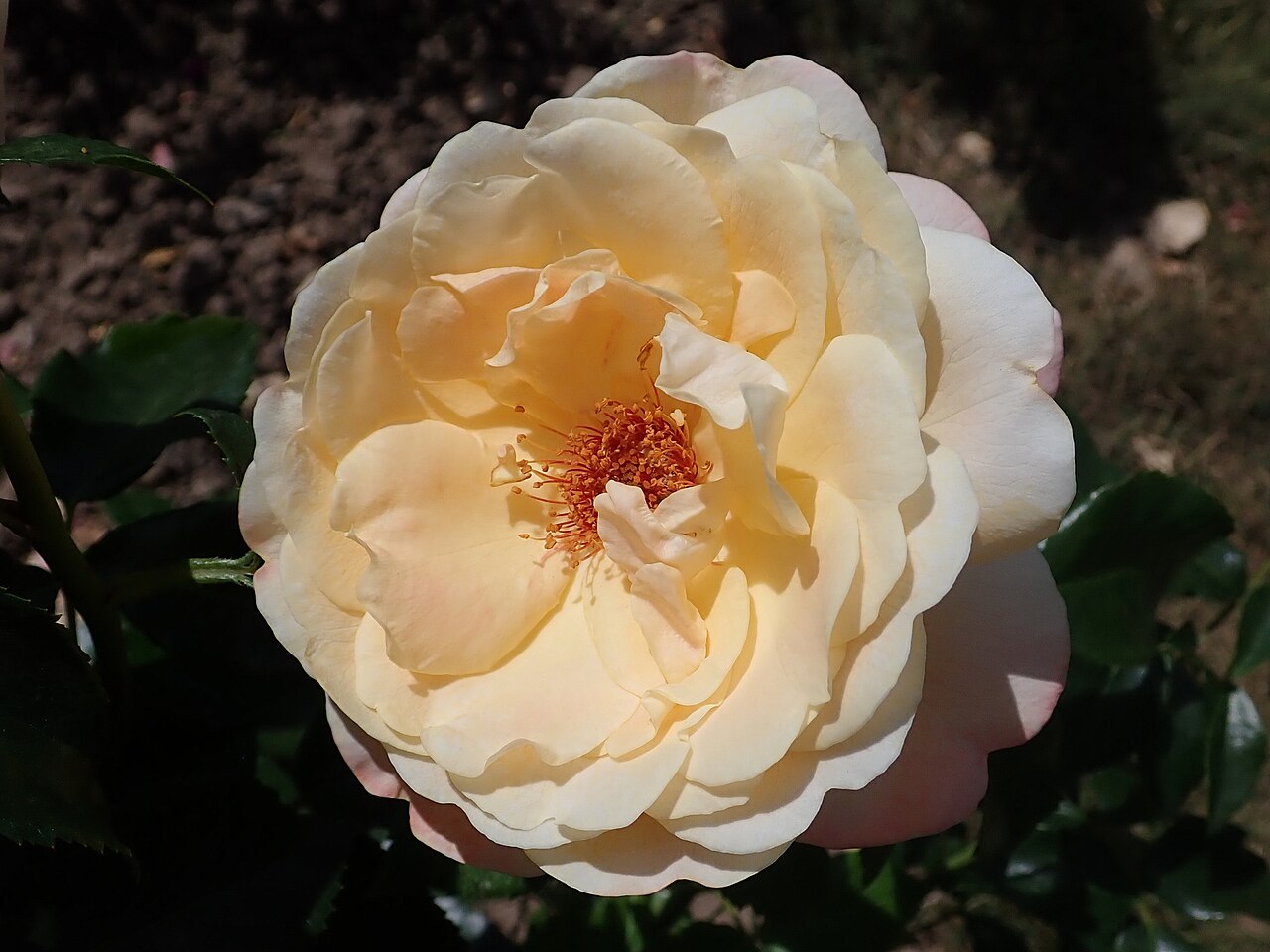Hermann-Hesse-Rose