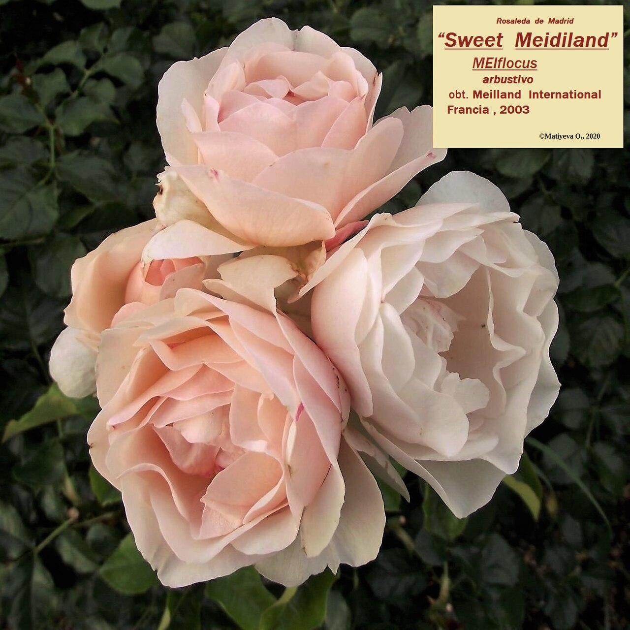 Sweet Meidiland