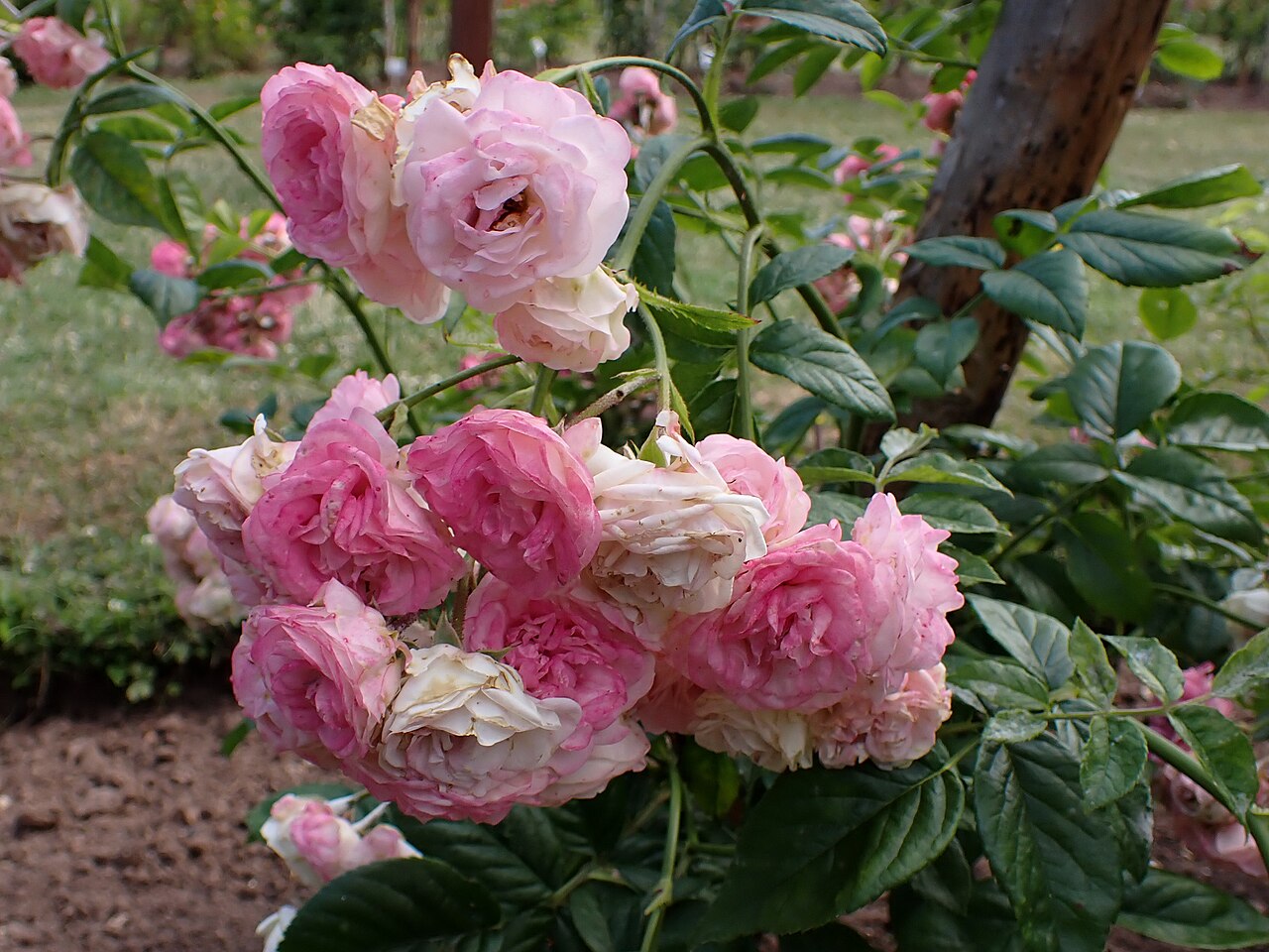 Regierungsrat Rottenberger rose