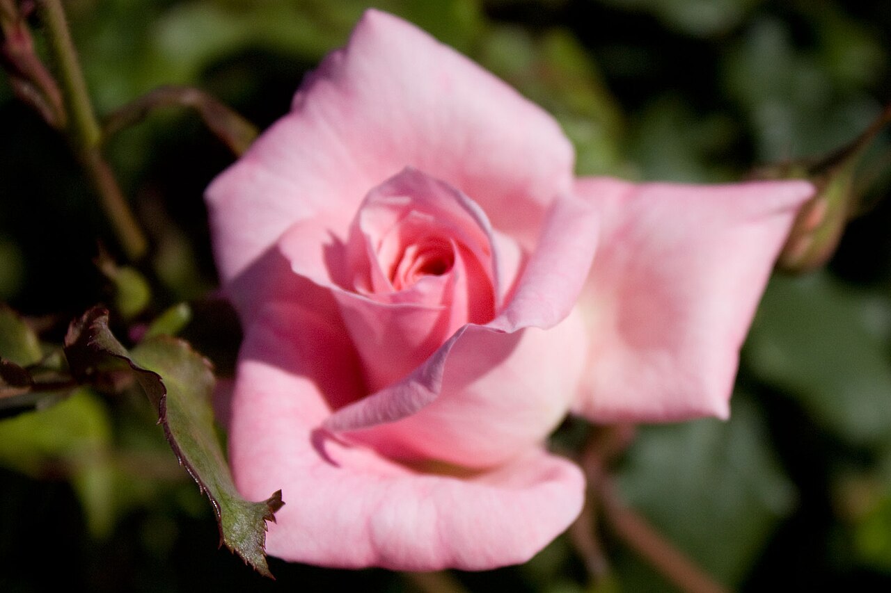 Bridal Pink