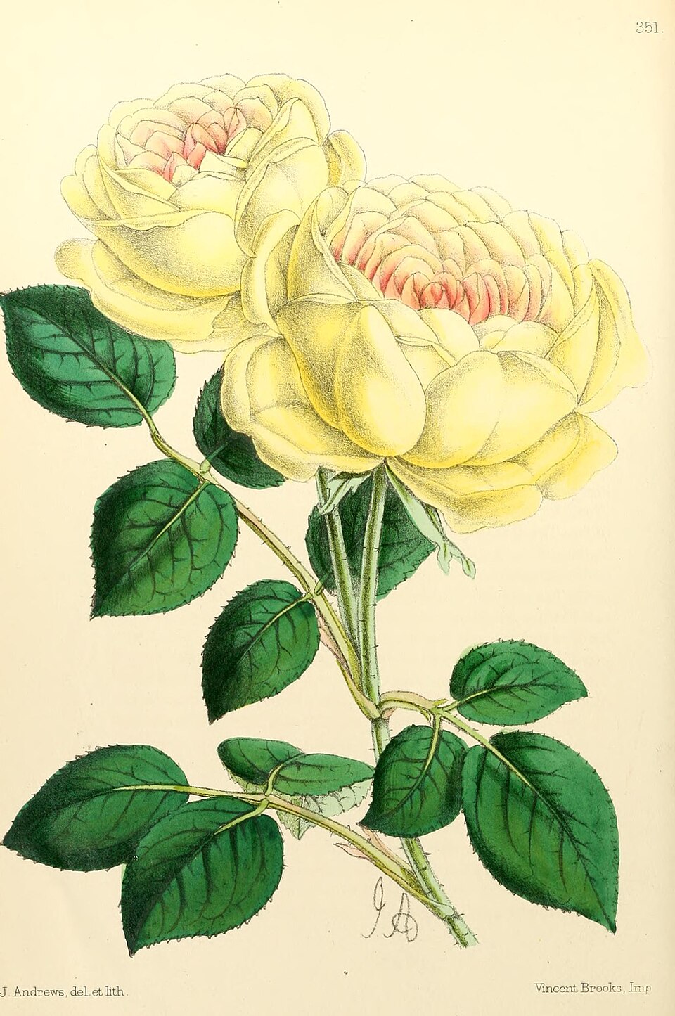 Madame Margottin