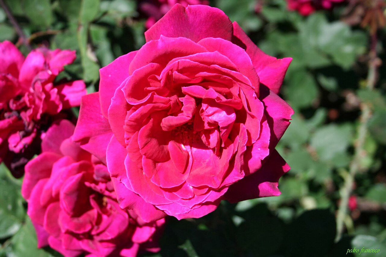 Madame de Carbuccia