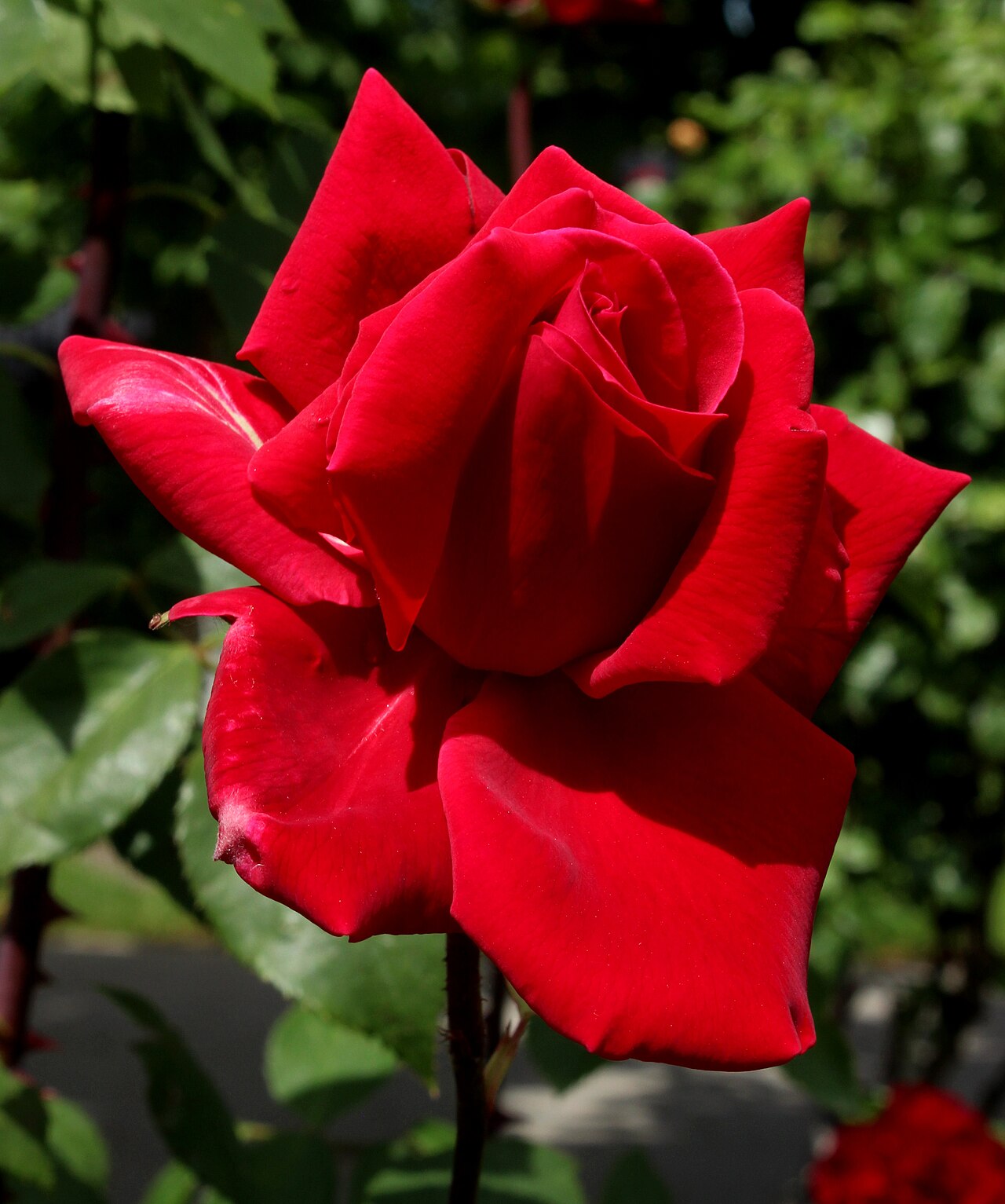 As de Coeur