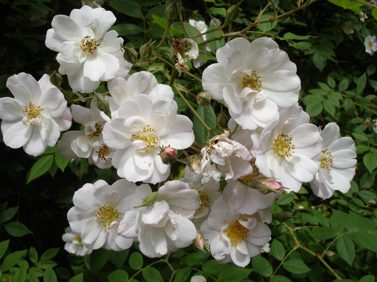 Bennett's Seedling