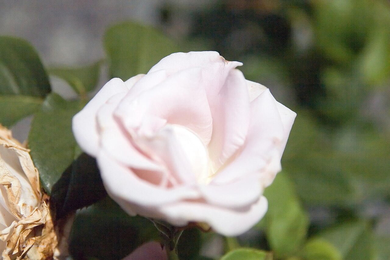 World War II Memorial Rose