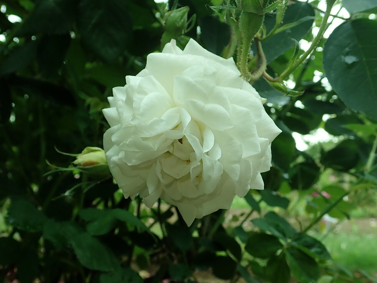 El Ariana rose