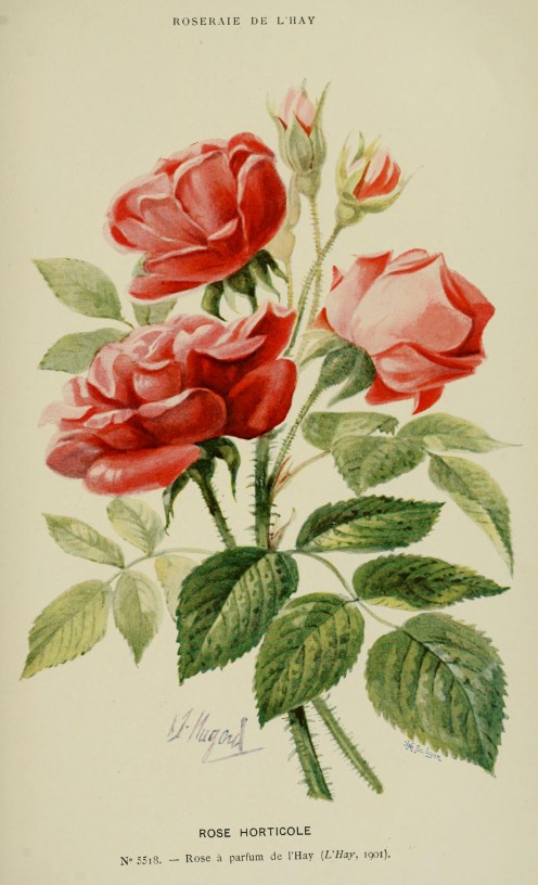 Parfum de l'Hay