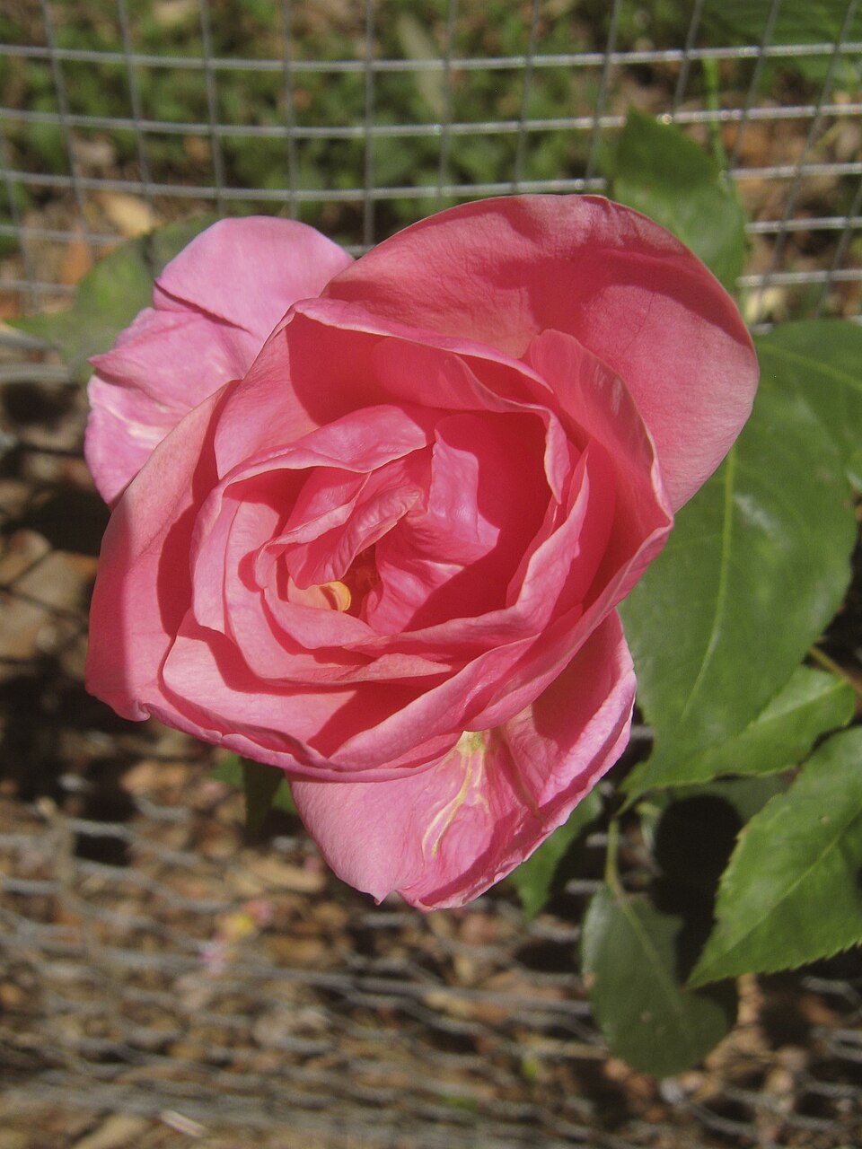 Lorraine Lee Cl.