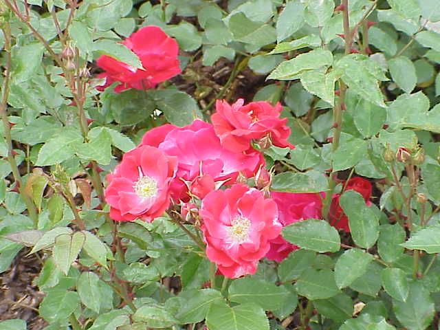 Fanal