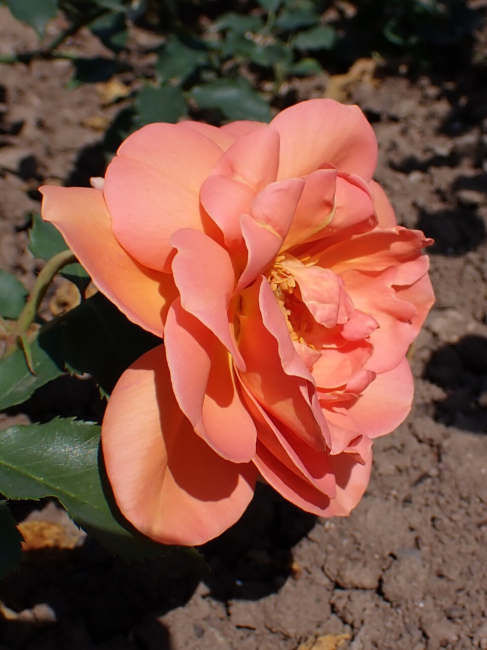 Orange Glory