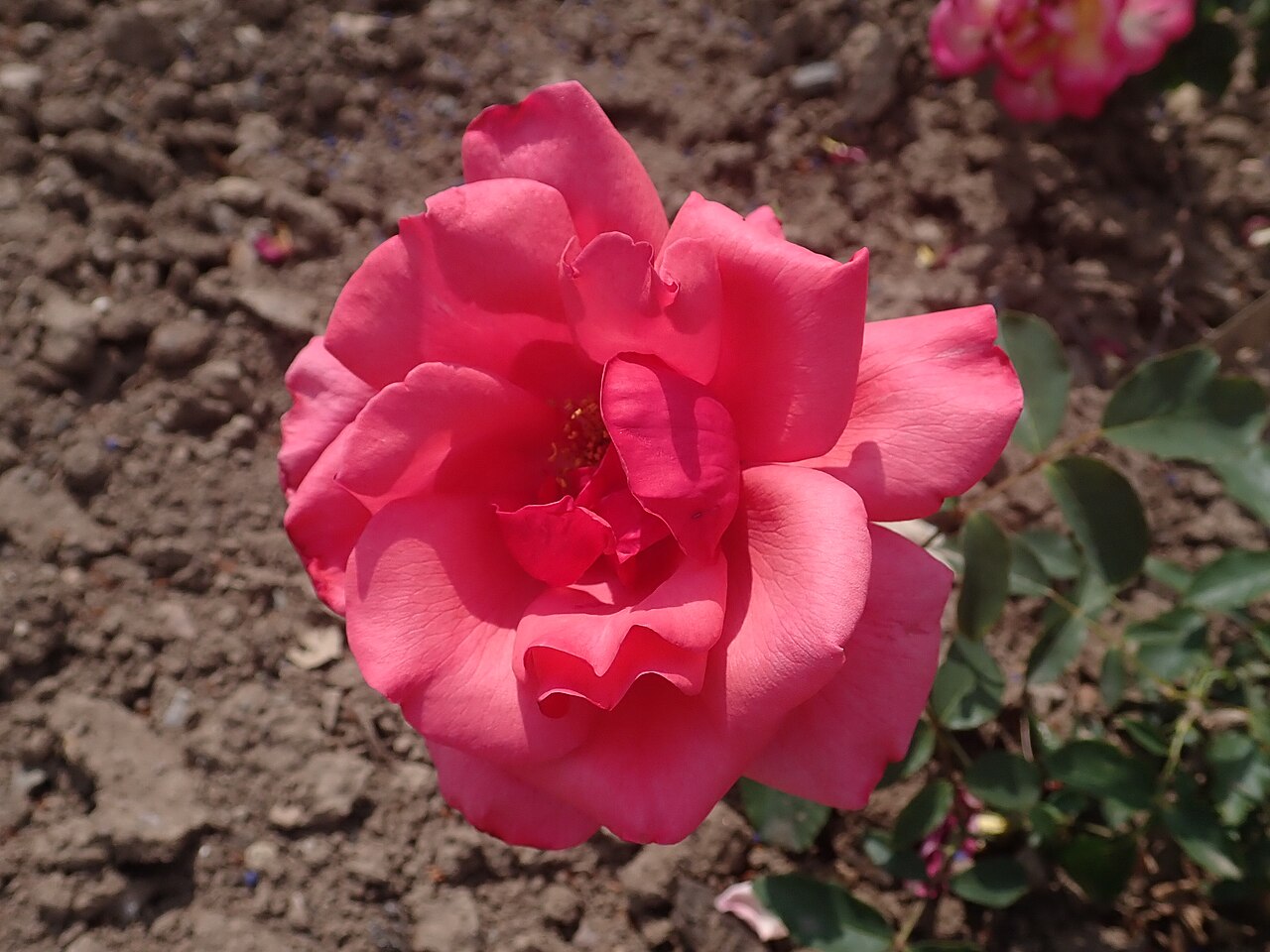 Helene