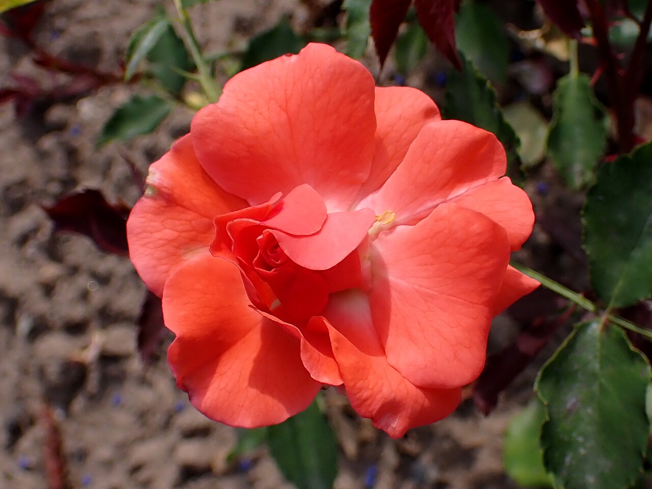 Vivarose