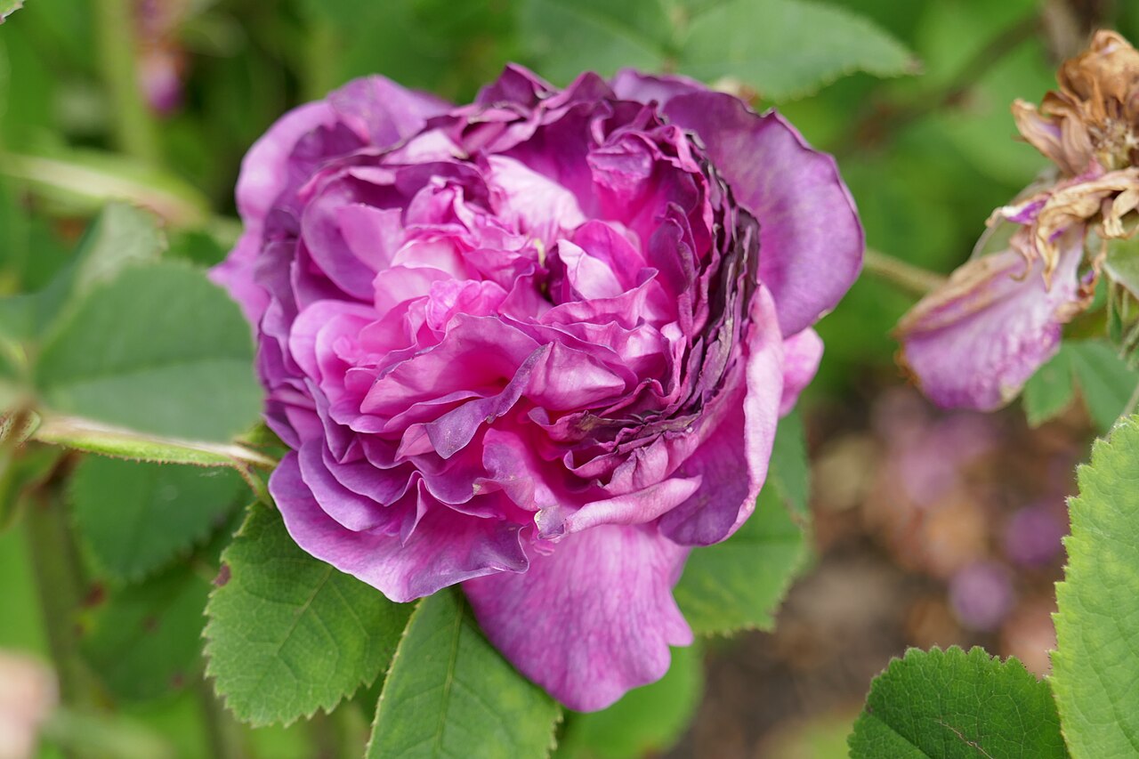 Belle de Crécy