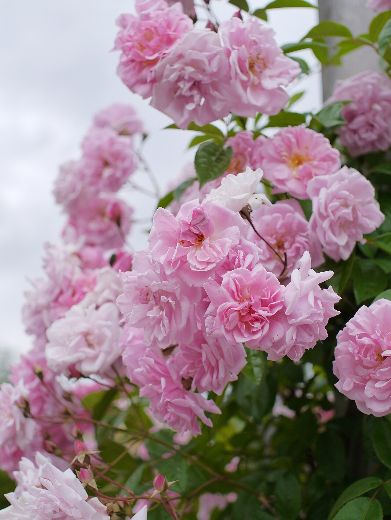 Tea Rambler rose
