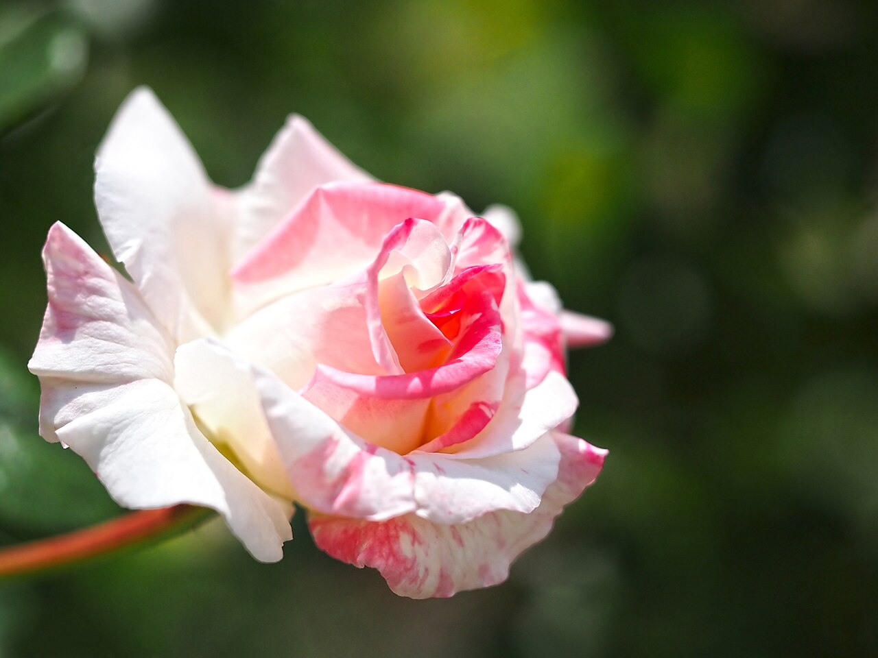 Bloomin' Pretty