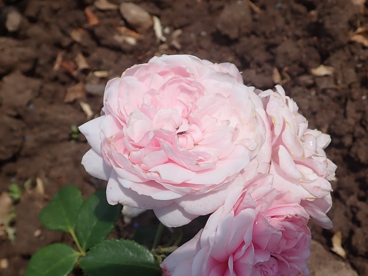 Roseninsel