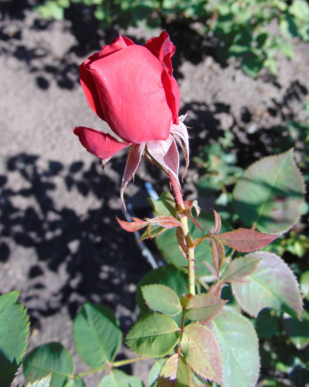 Ramblin' Red