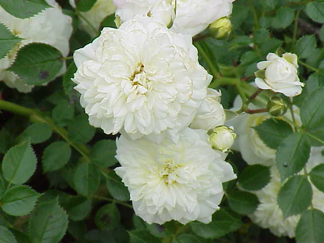 White Bells